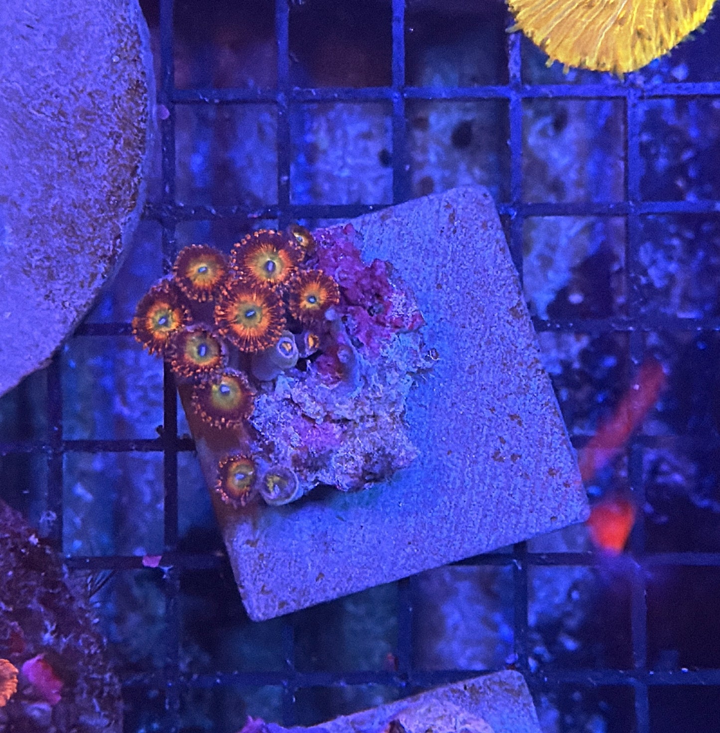 Rainbow zoa rock S