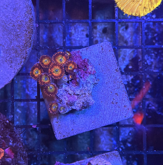 Rainbow zoa rock S