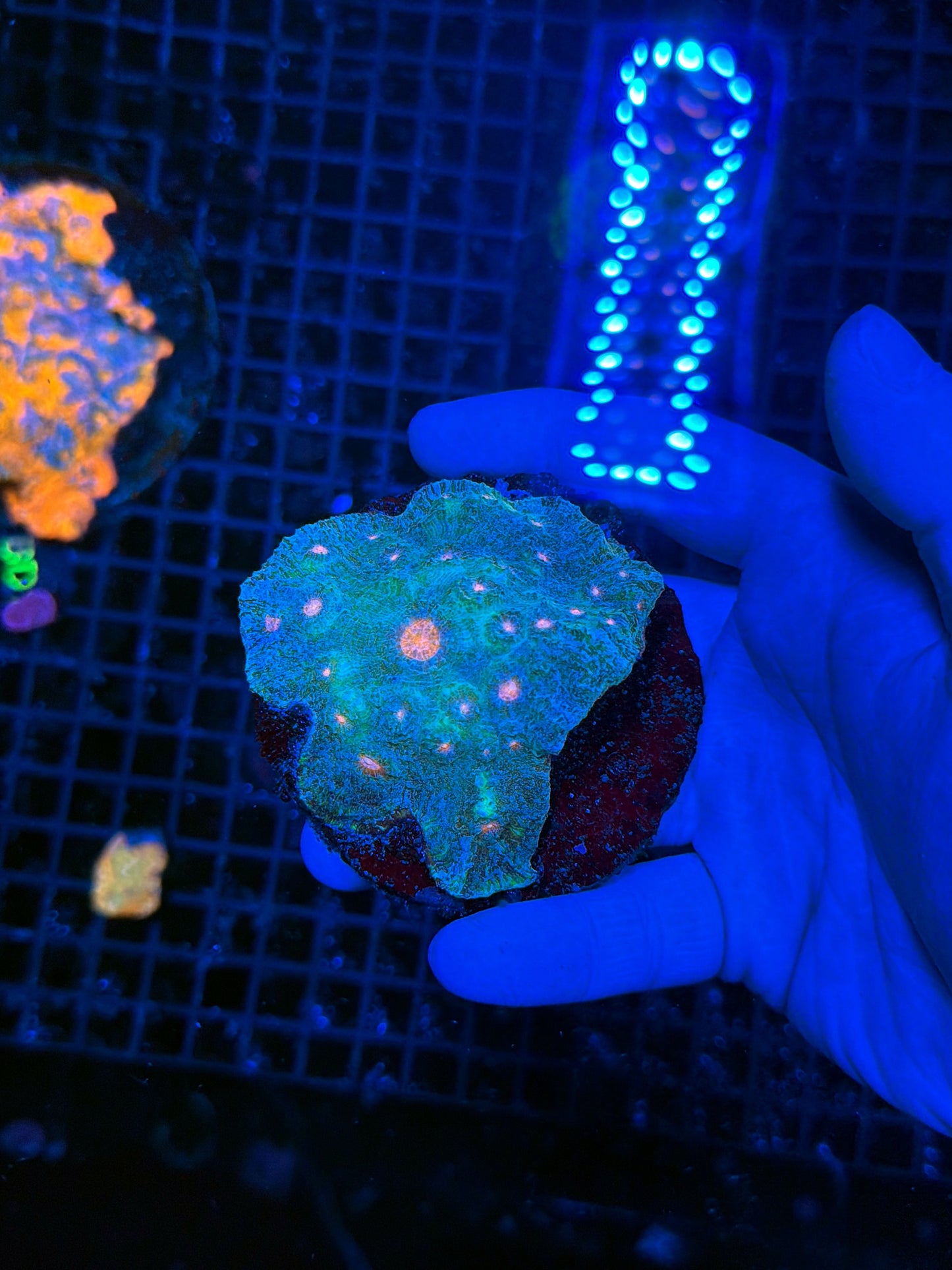 Chalice coral