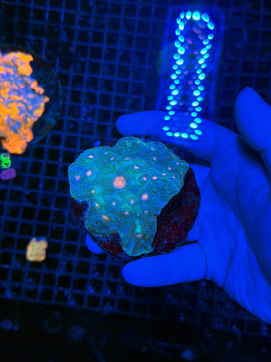 Chalice coral
