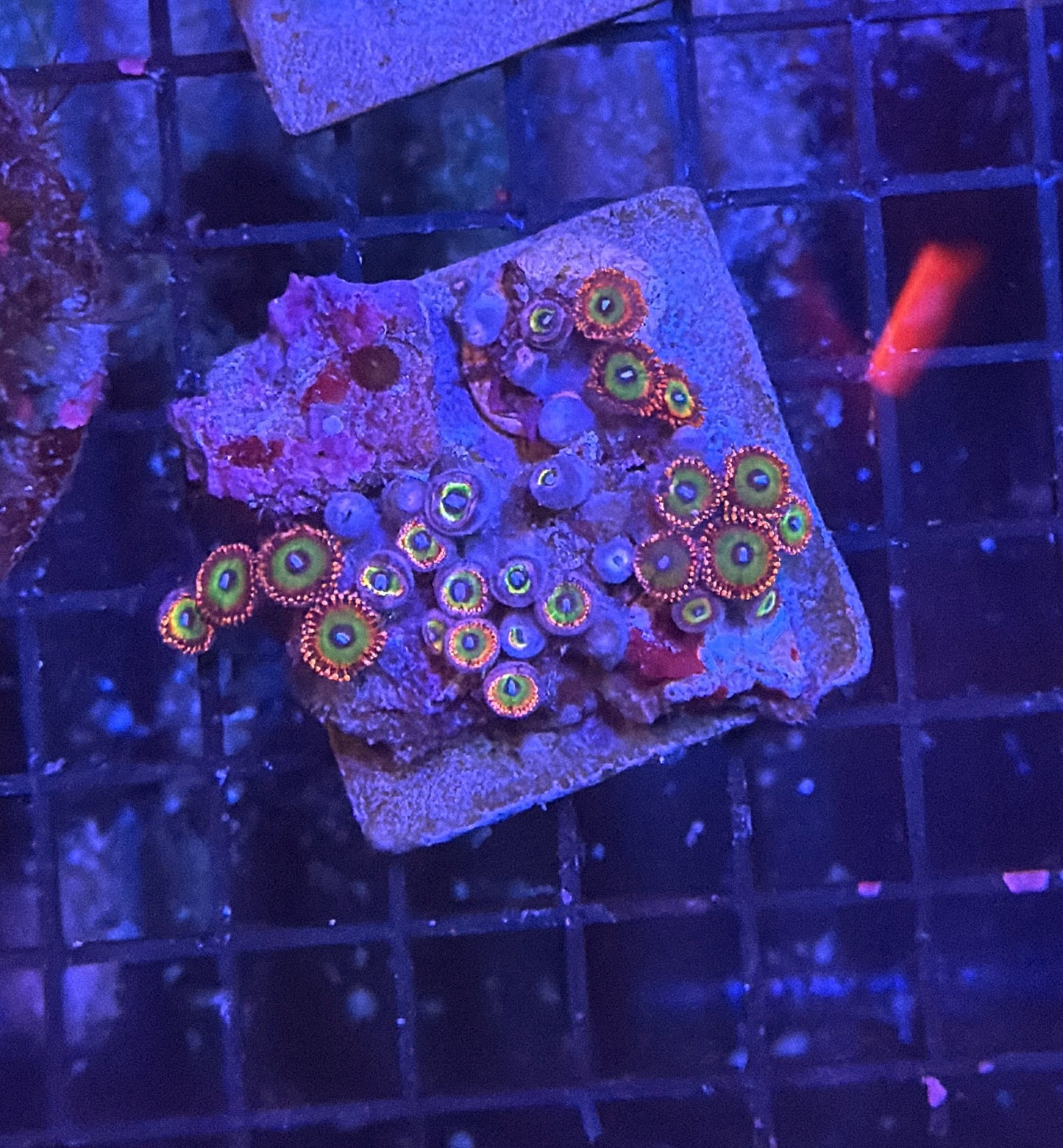Rainbow zoa rock S