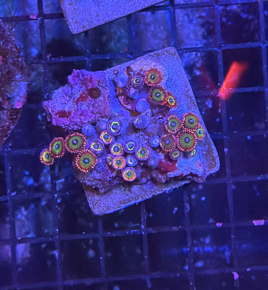 Rainbow zoa rock S