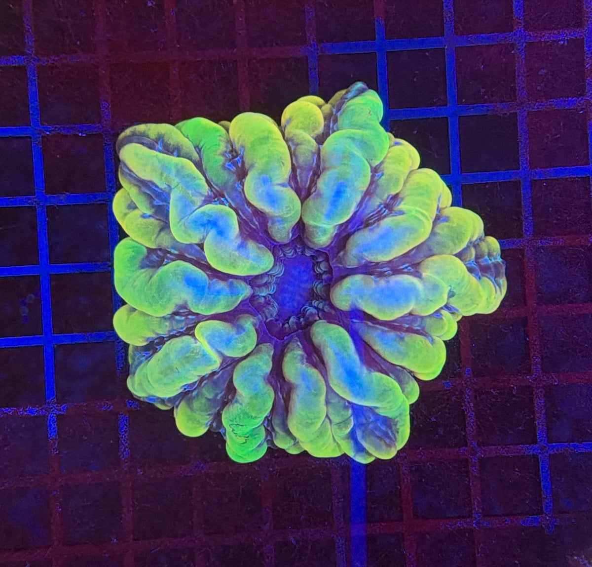 Cynarina clearance