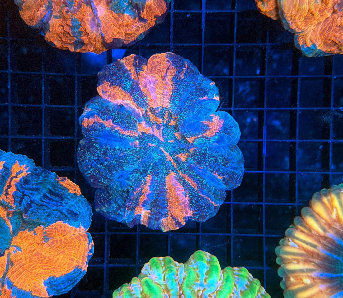 Rainbow Acantho