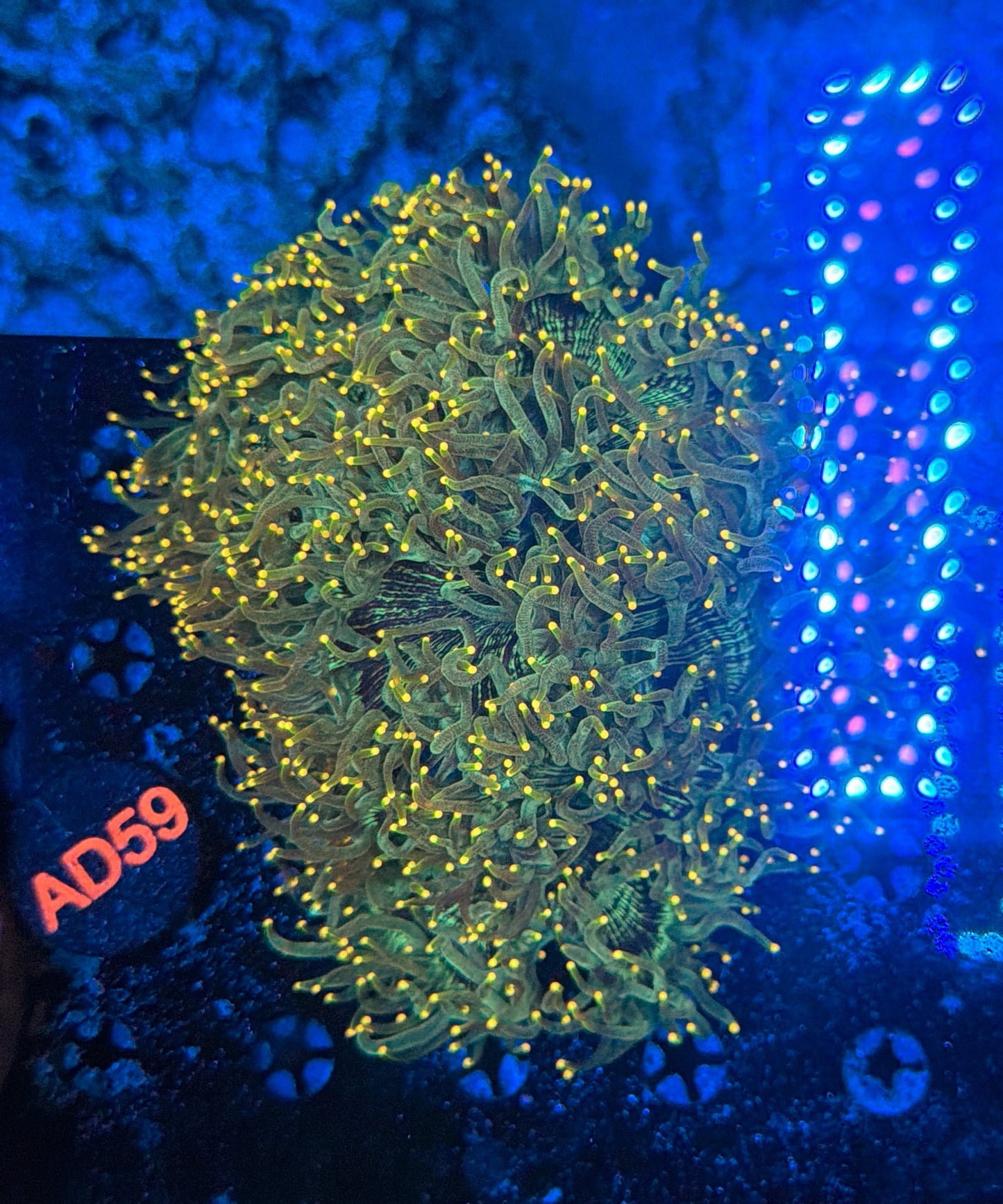 Sp yellow tip elegance XL