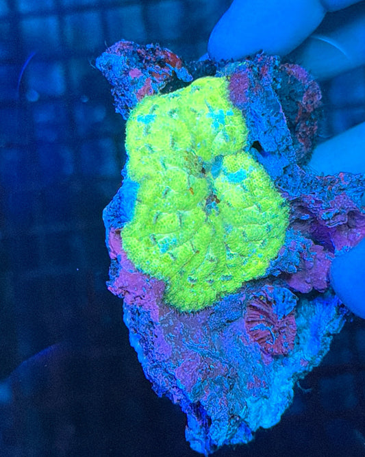 Mini carpet