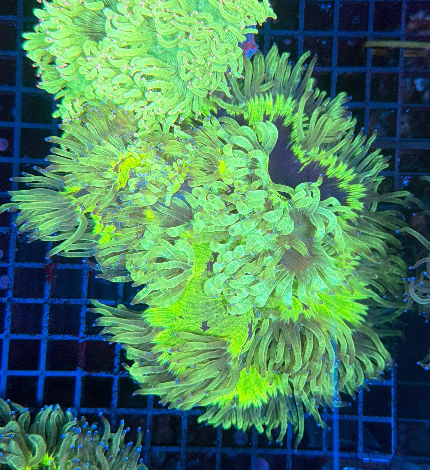 Elegance coral