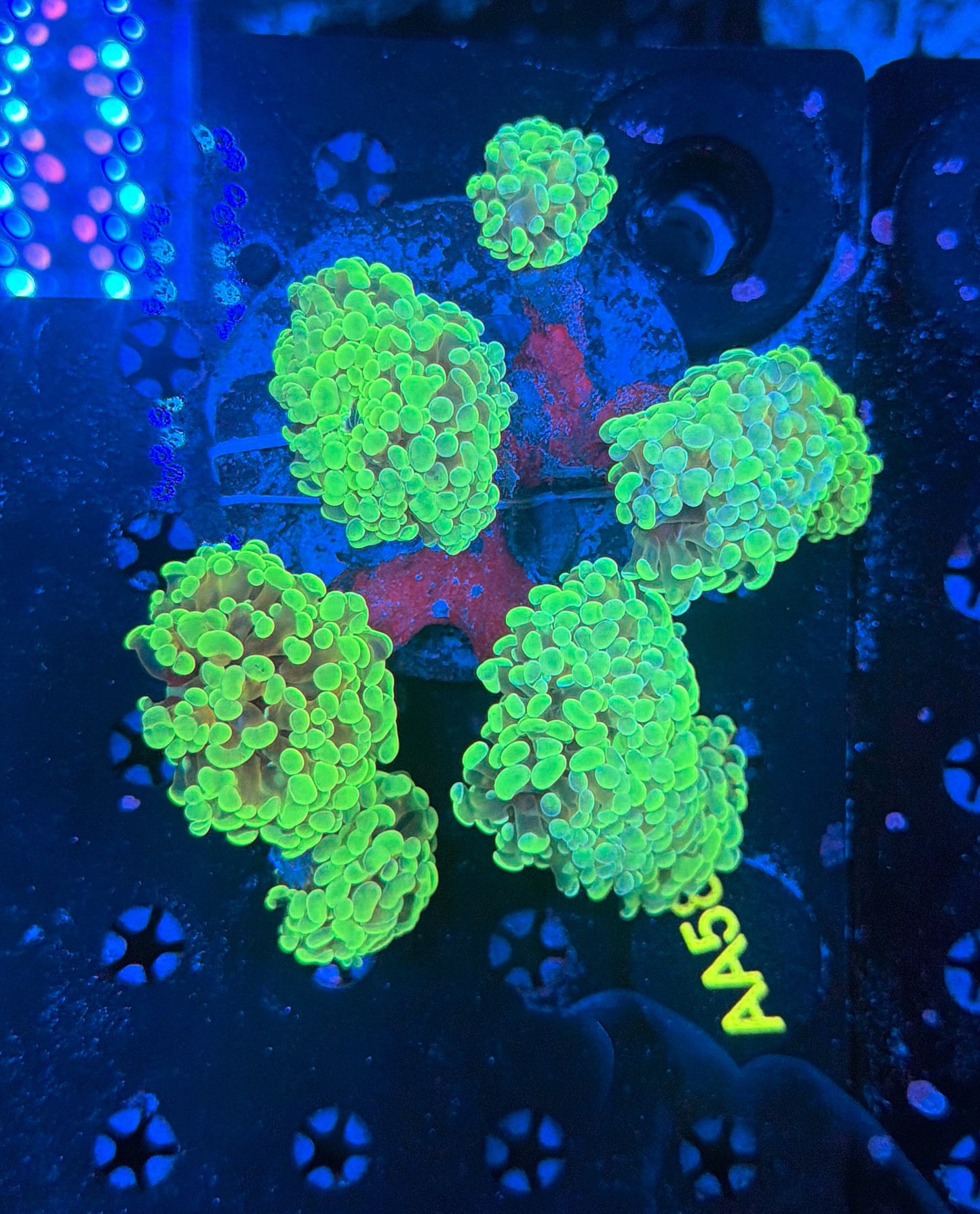 Indo Sp Hammer Colony