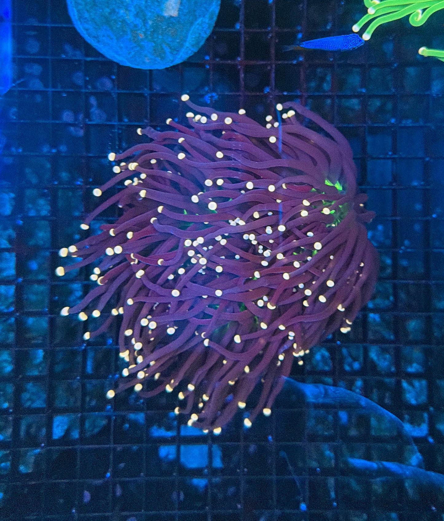 Joker mini colony 3-4 heads