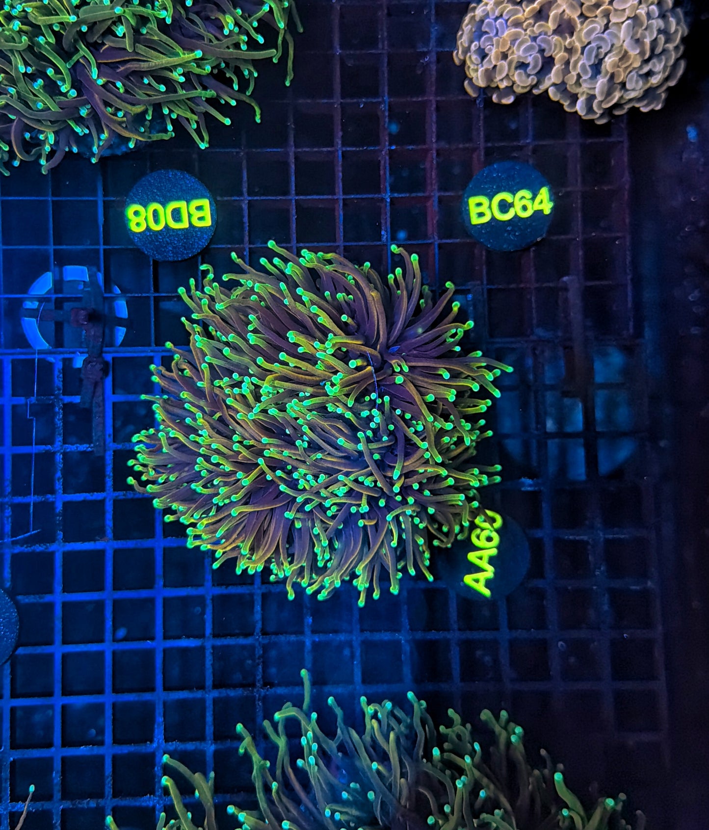 Indo gold 4-8 heads