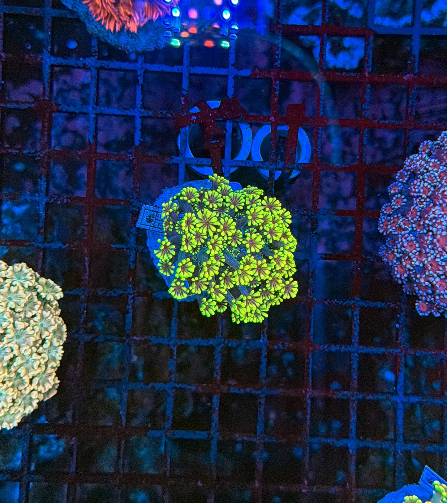 SP alveopora