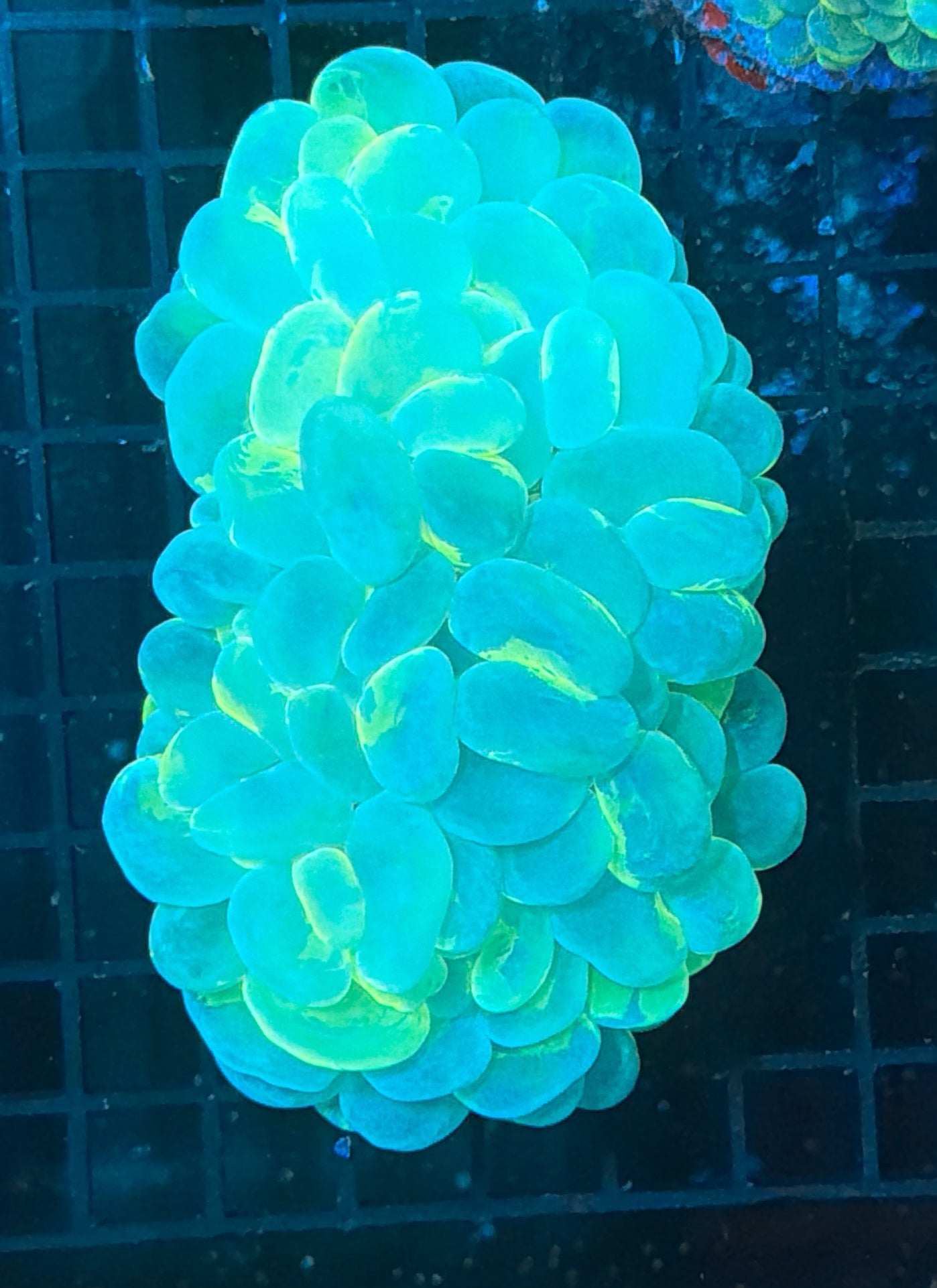 Bubble Coral