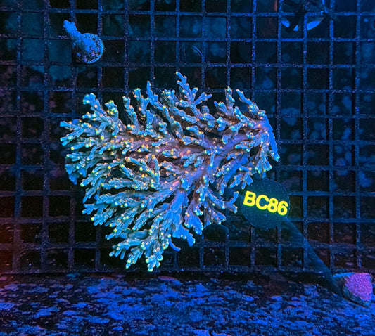 Malay Acro