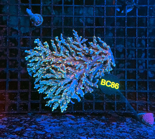 Malay Acro