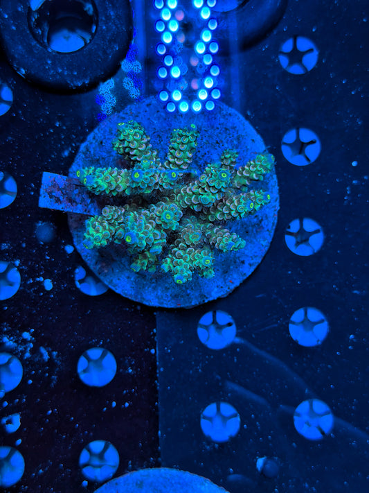 Indo acro