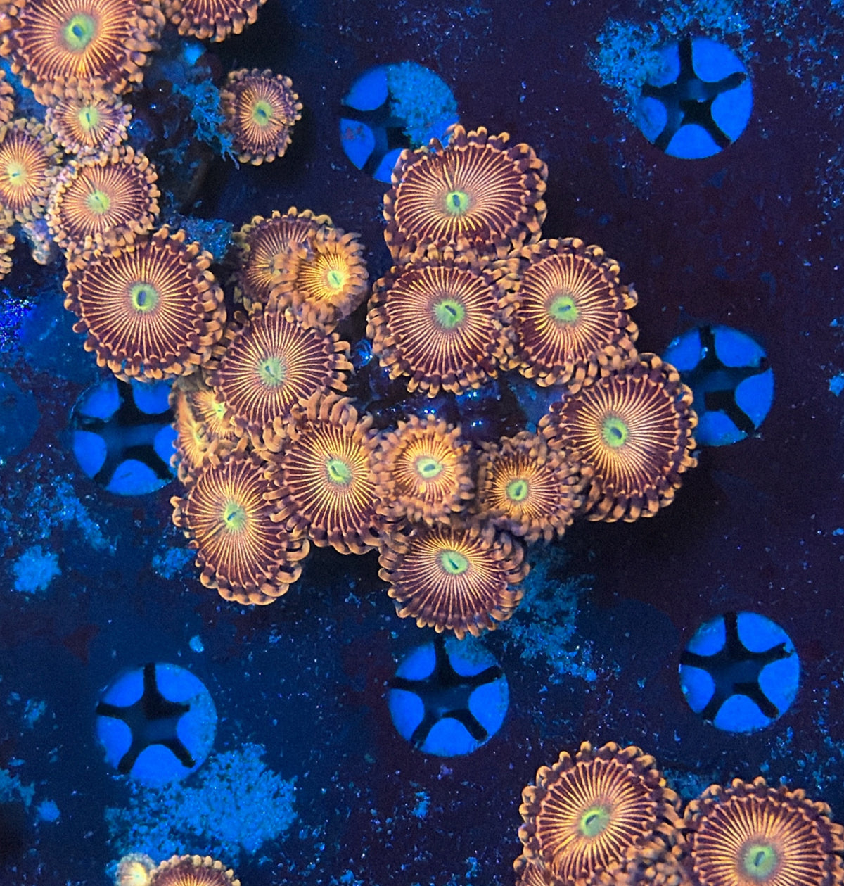 Zoa Frag