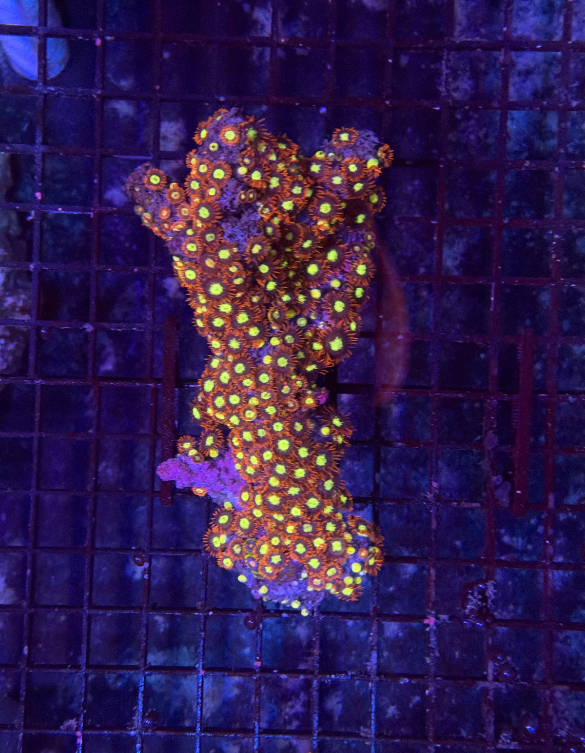 Rainbow zoa clearance