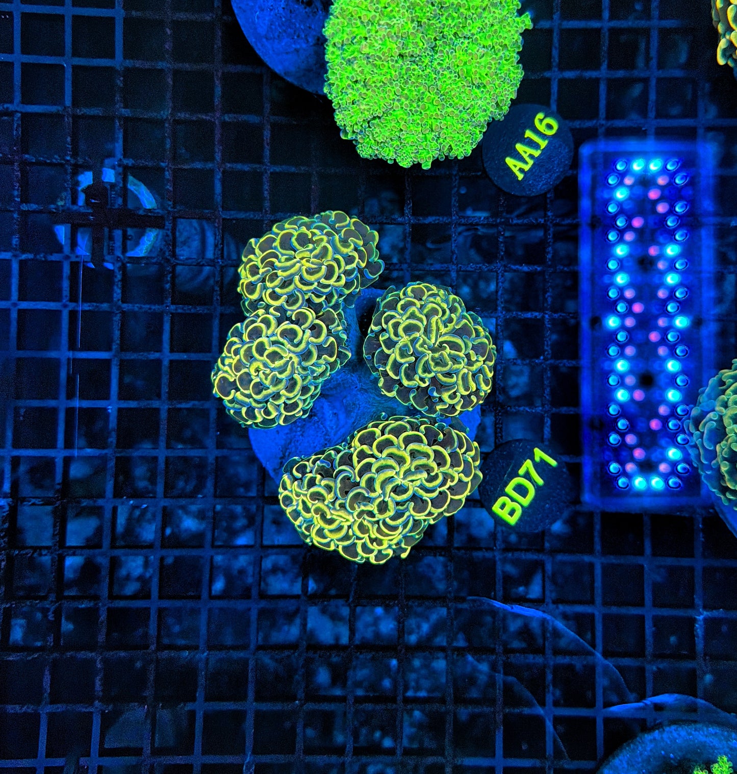 Malay branching hammer Colony 3-4 heads but might be hard cut into singles.