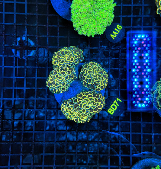 Malay fat head branching hammer Colony 3-4 heads but might be hard cut into singles.