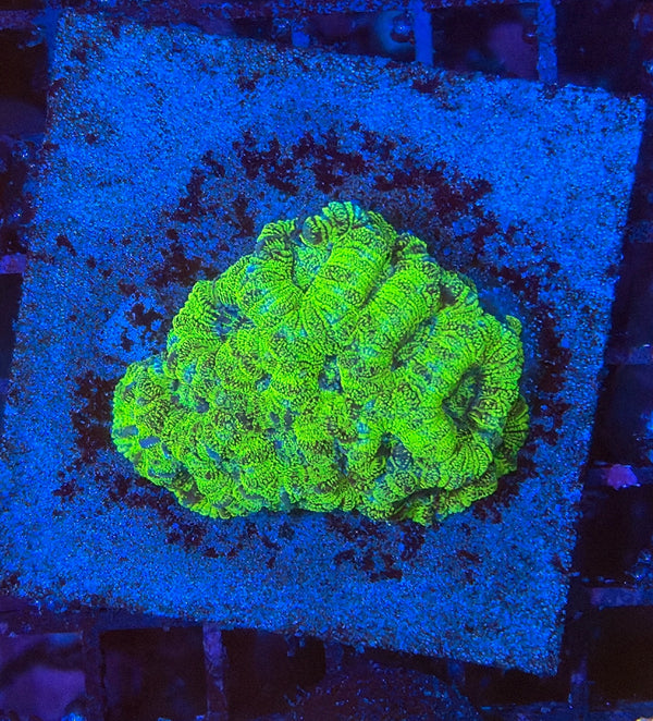Asian Glitter Acan