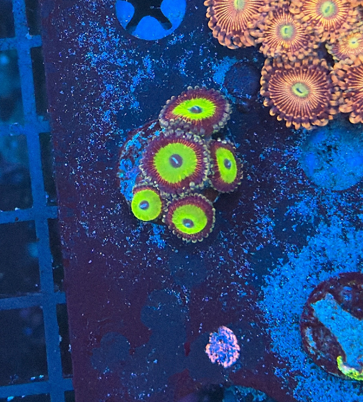 Zoa Frag