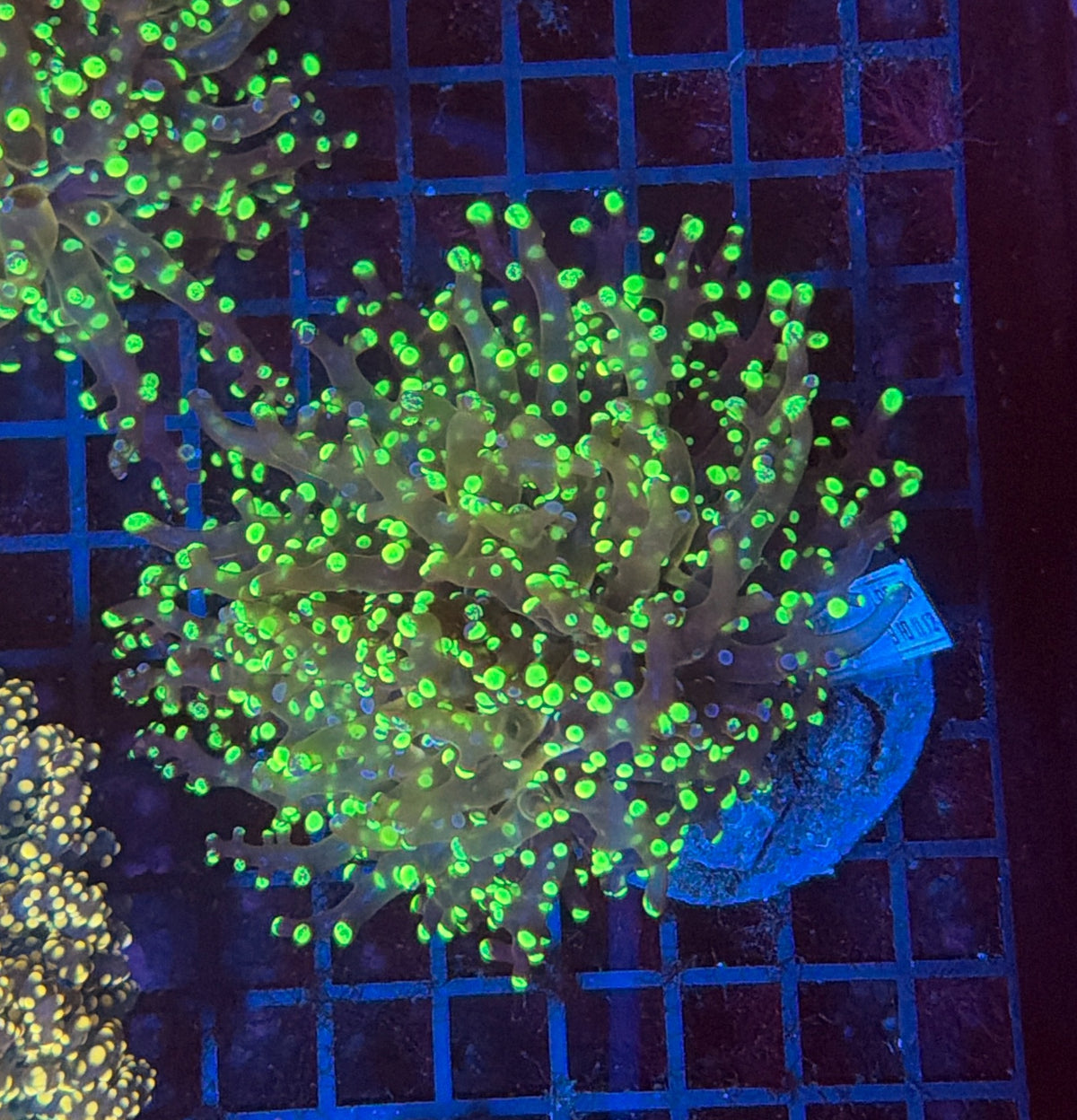 Splatter Frogspwan S