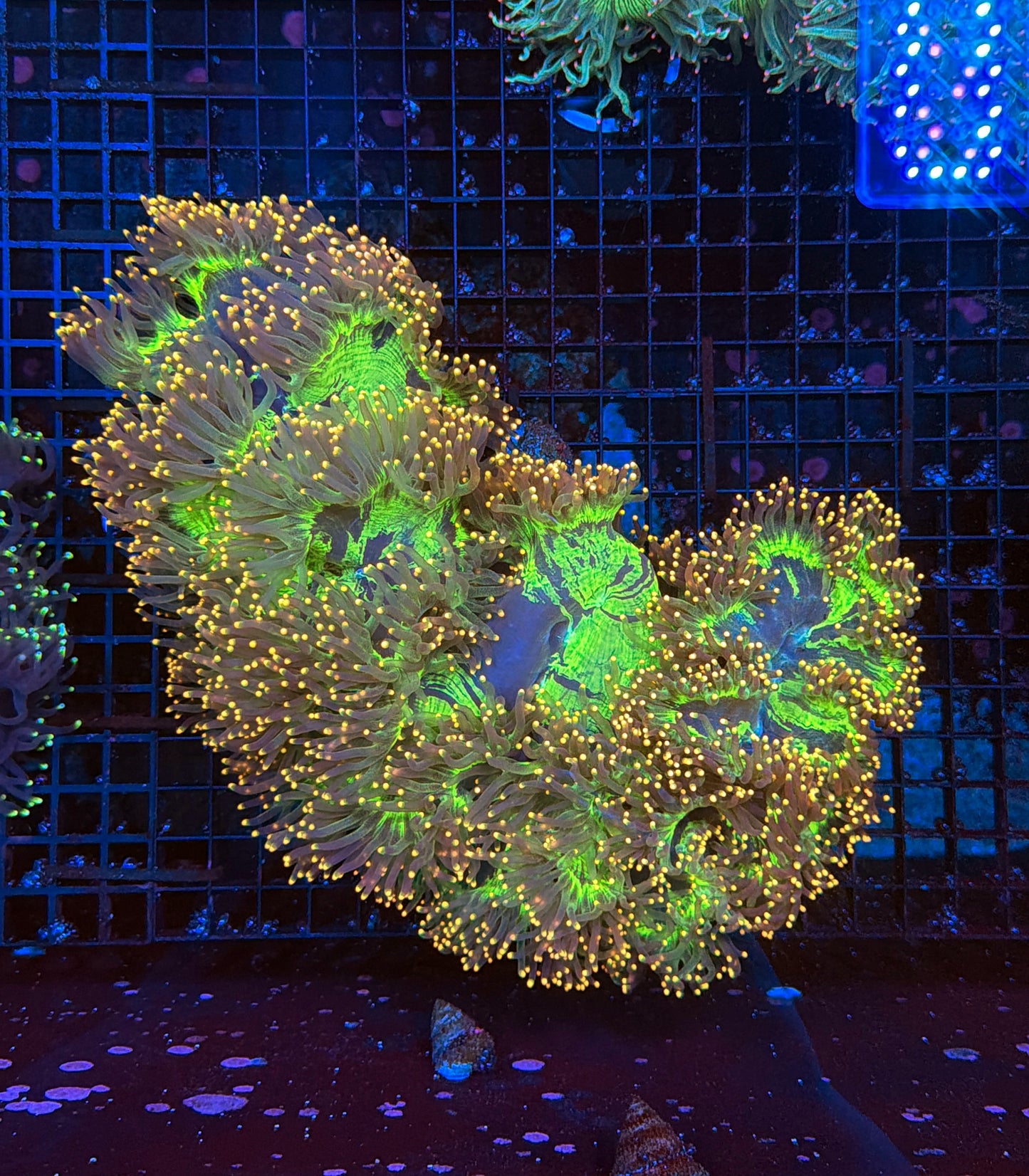 Malay ultra yellow tip elegance XXL