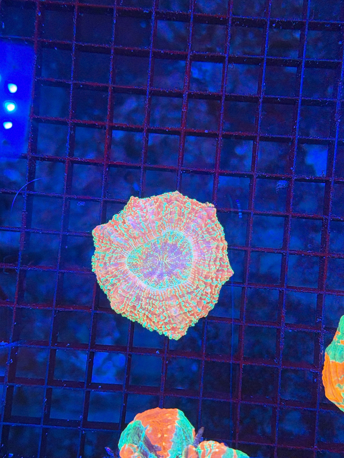 Rainbow Acantho