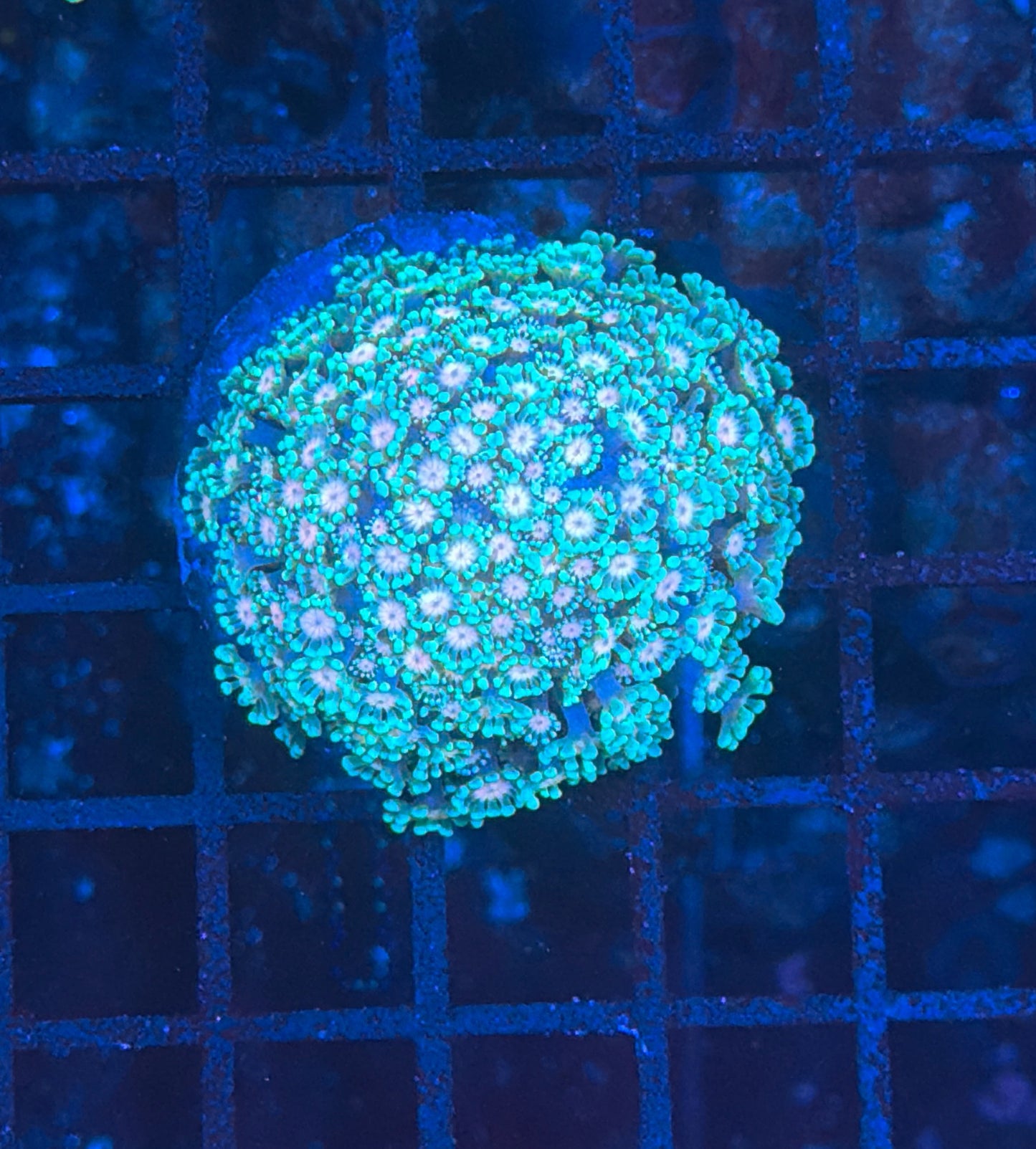 Rainbow alveopora