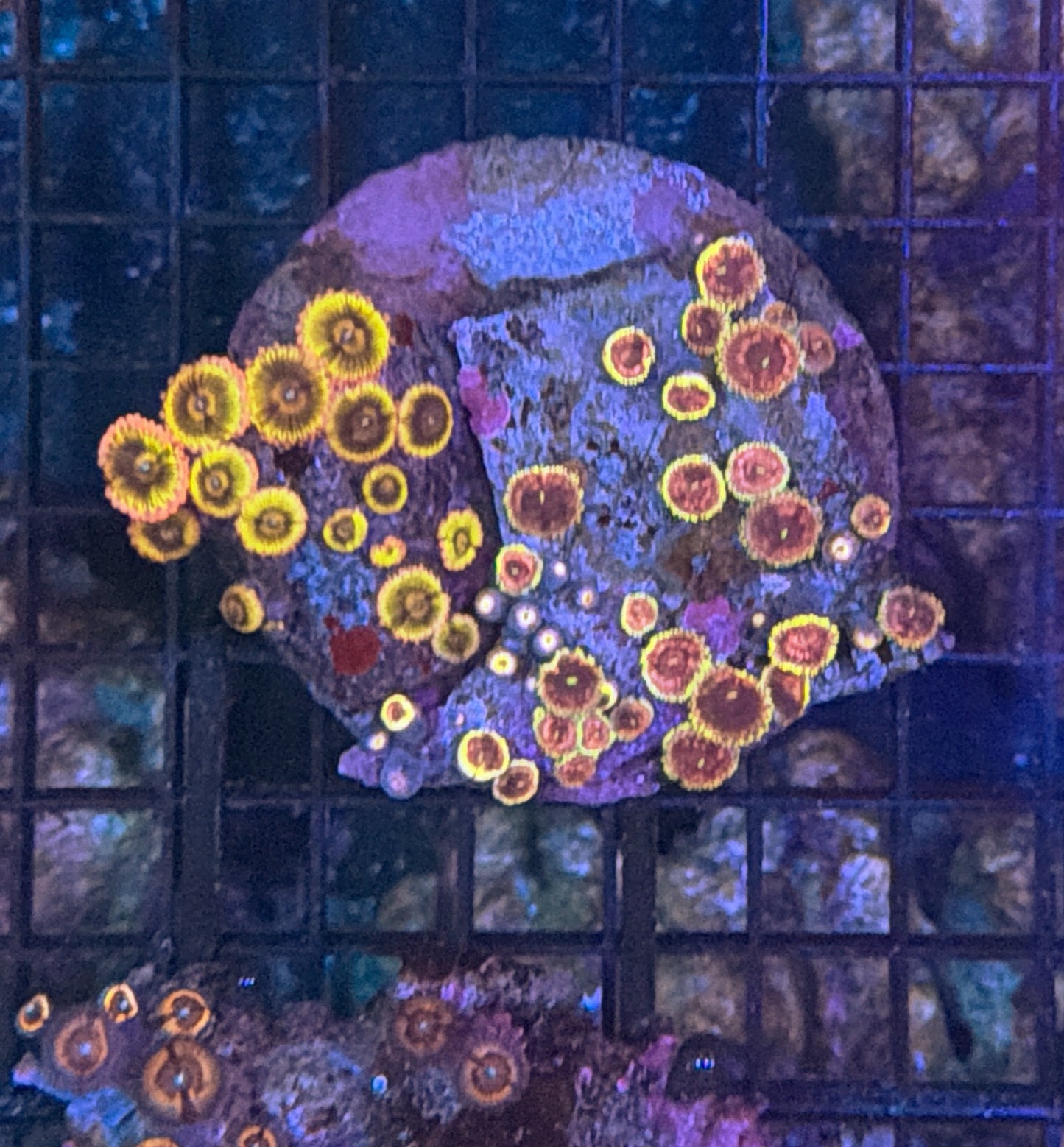 rainbow zoa plate