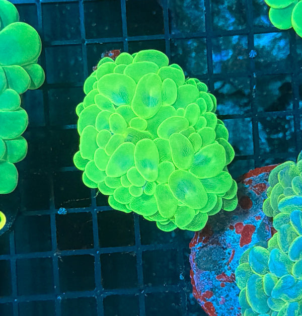 Bubble Coral