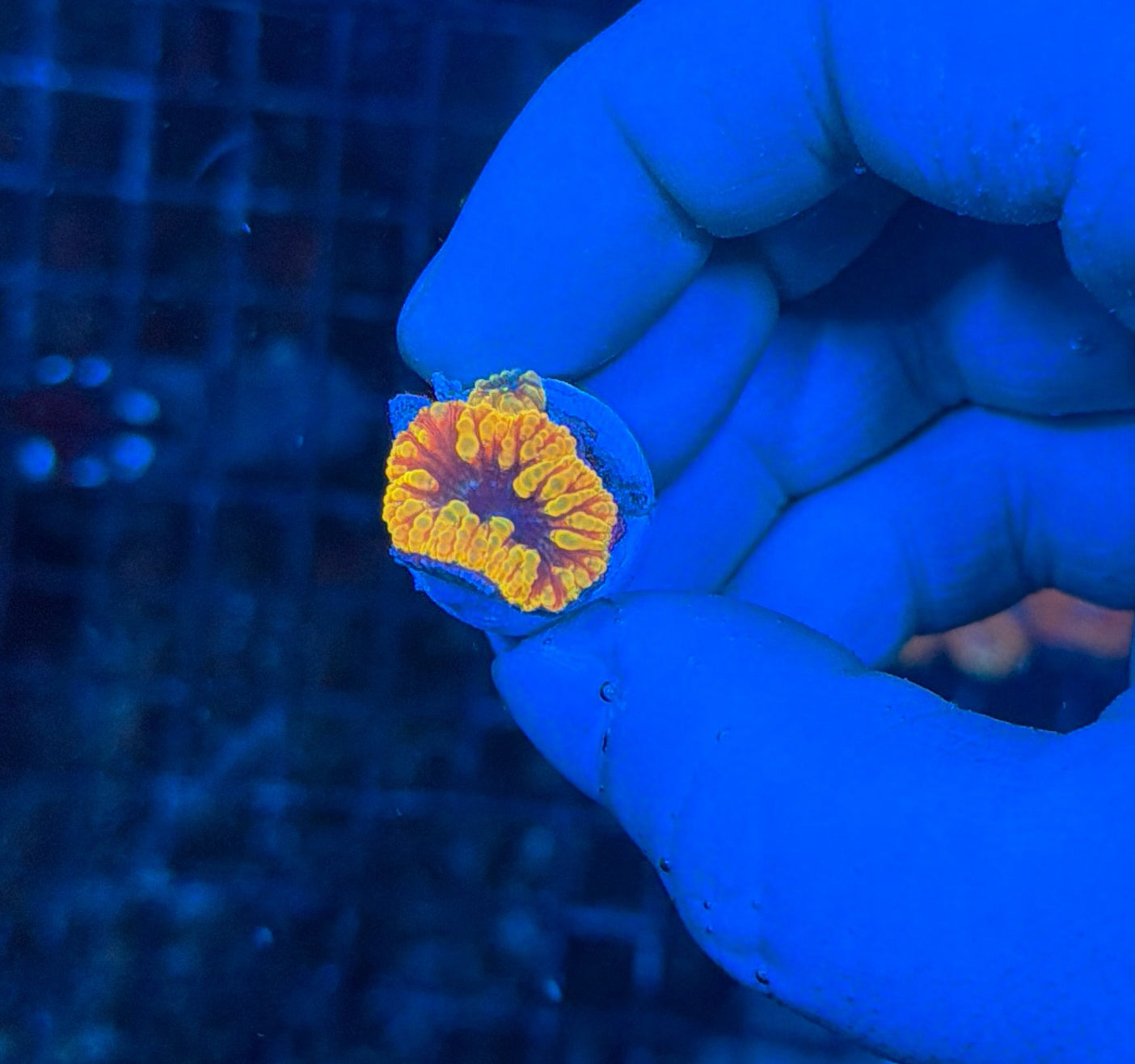 Solar Bloom Blasto