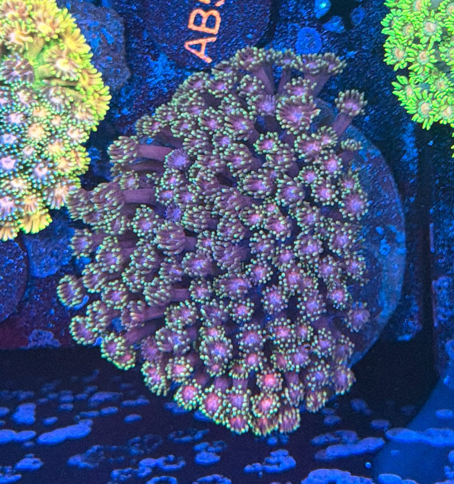 Rainbow Goni Colony