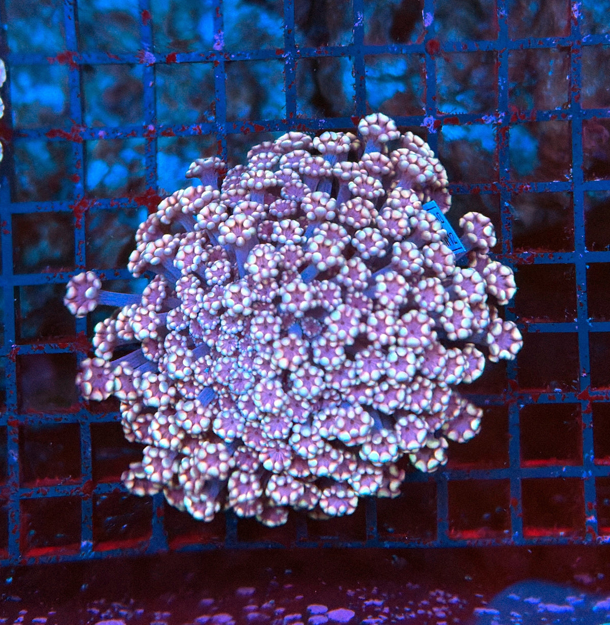 SP alveopora