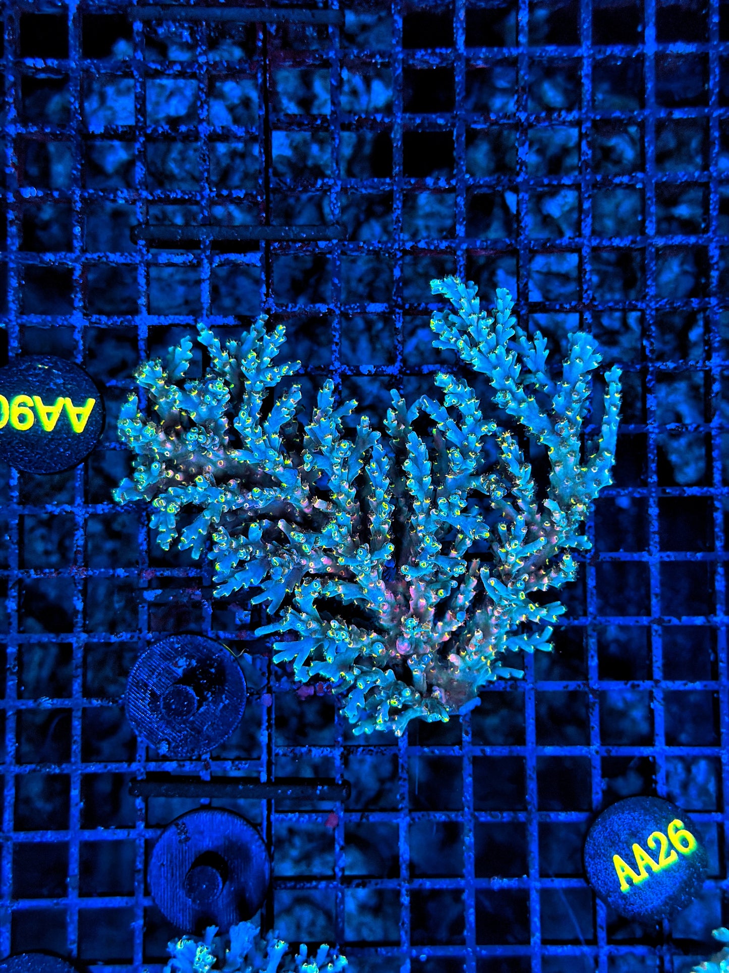 Malay Acro