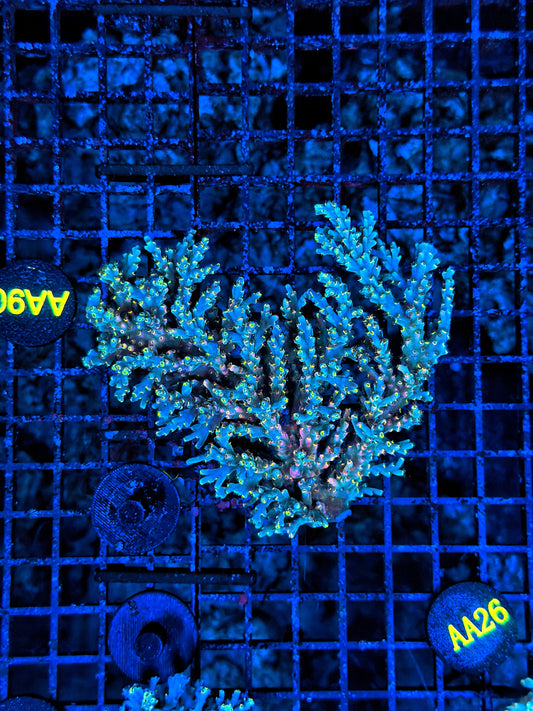 Malay Acro