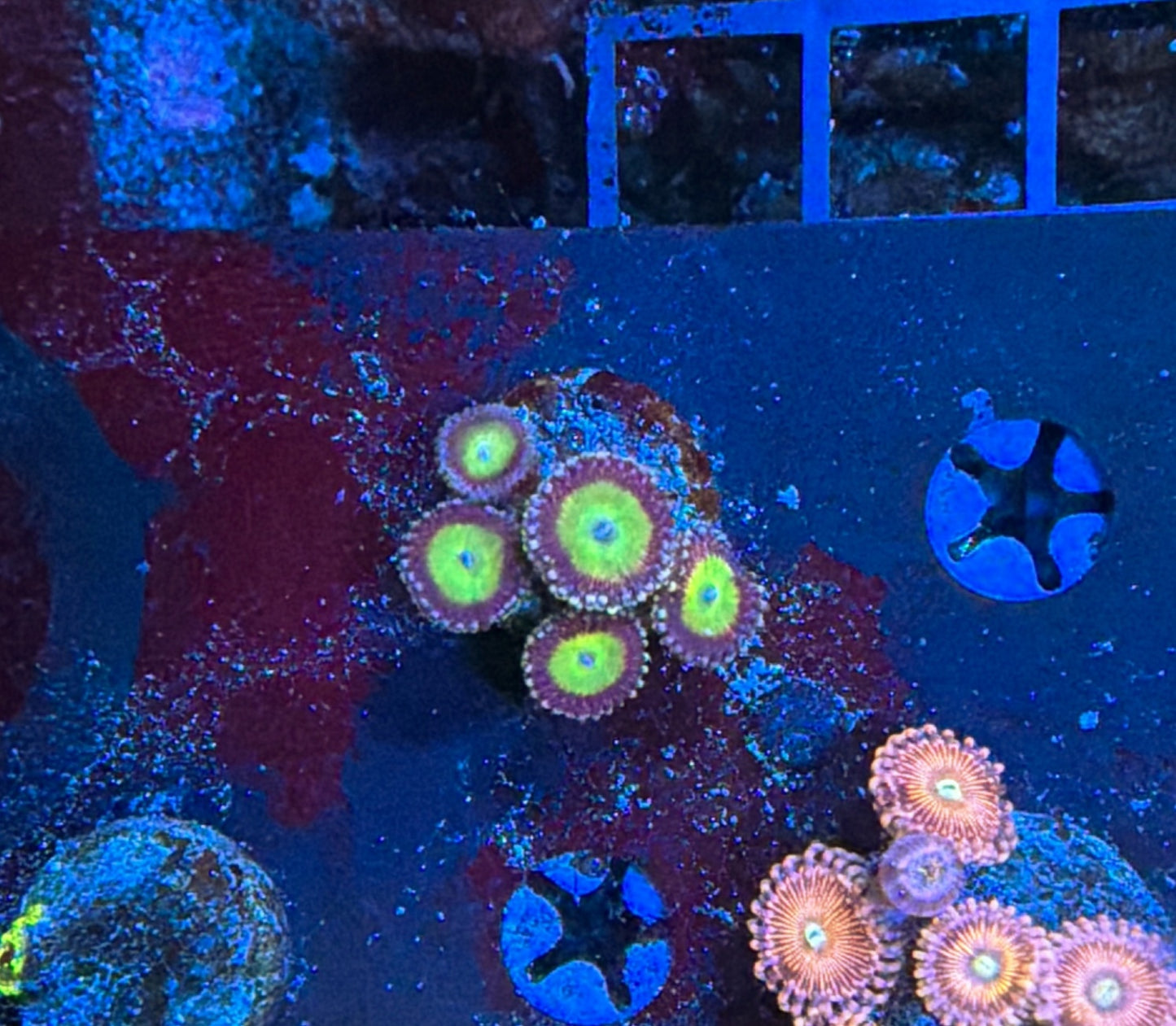 Rainbow Zoa