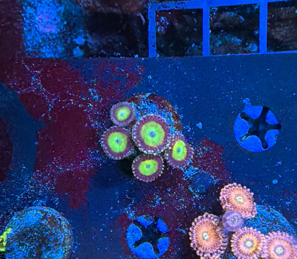 Rainbow Zoa