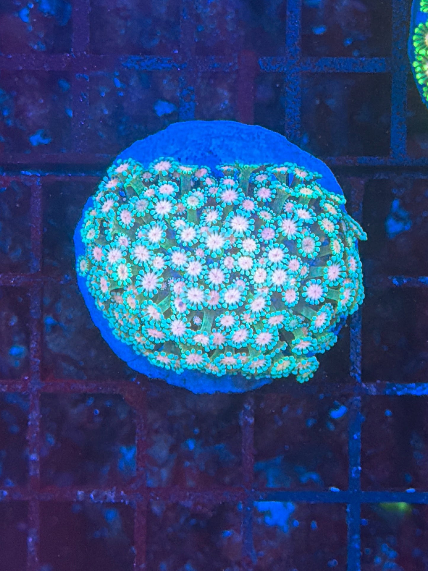 Rainbow alveopora