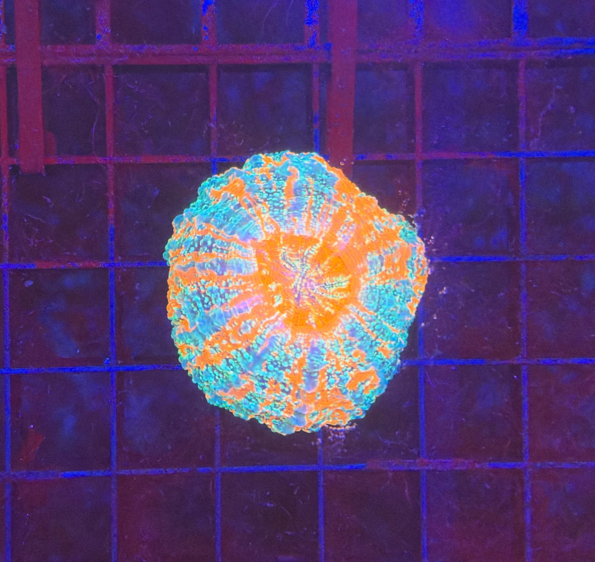 Rainbow Acantho Small
