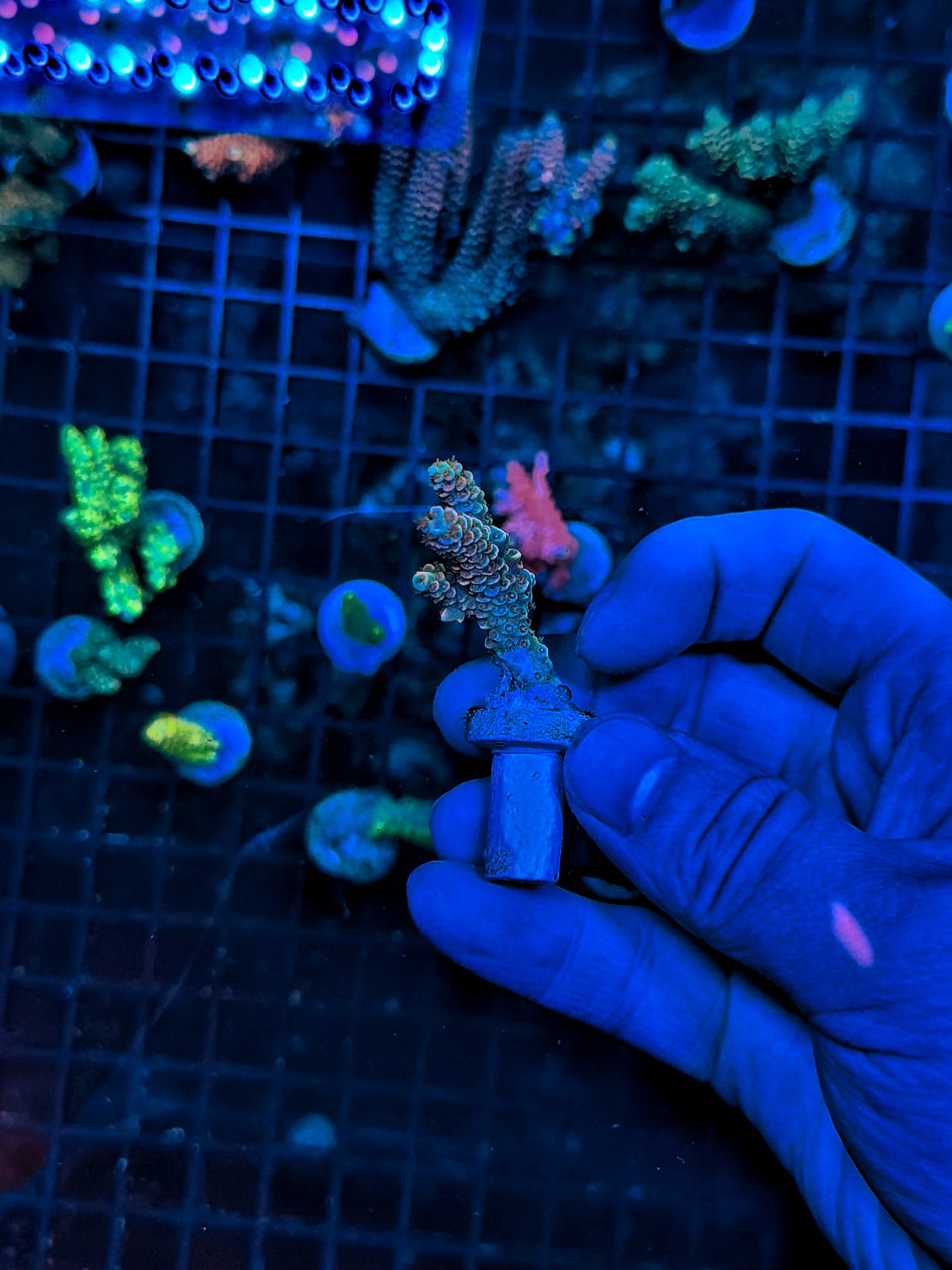 Malay tenius frag