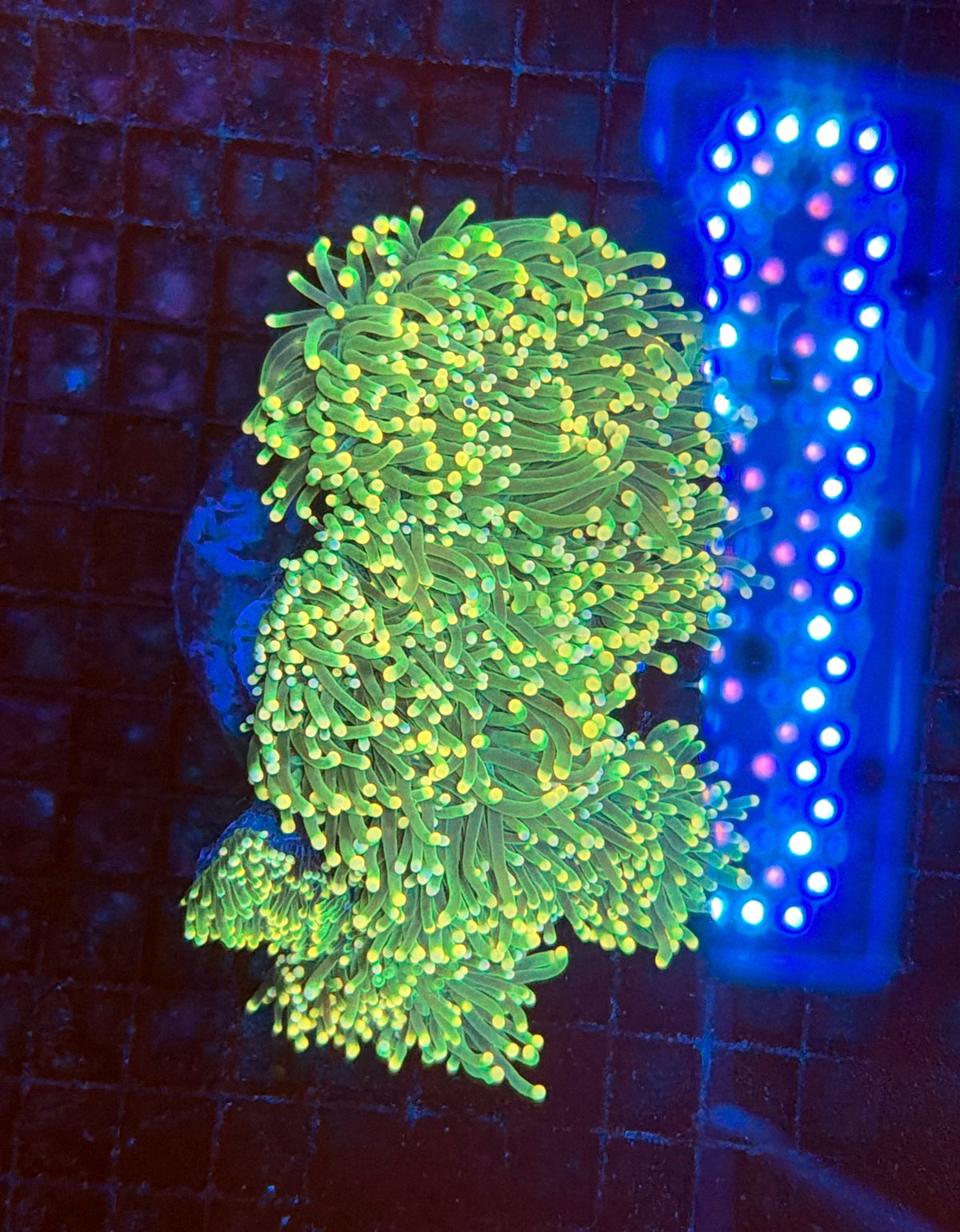 Indo Green Torch colony 4-10 head colony
