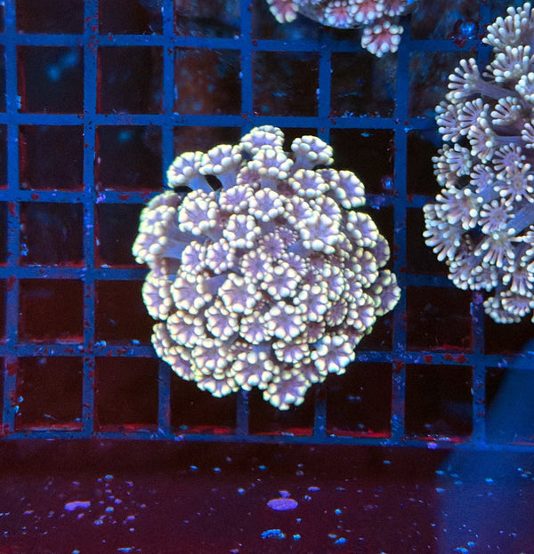 SP alveopora