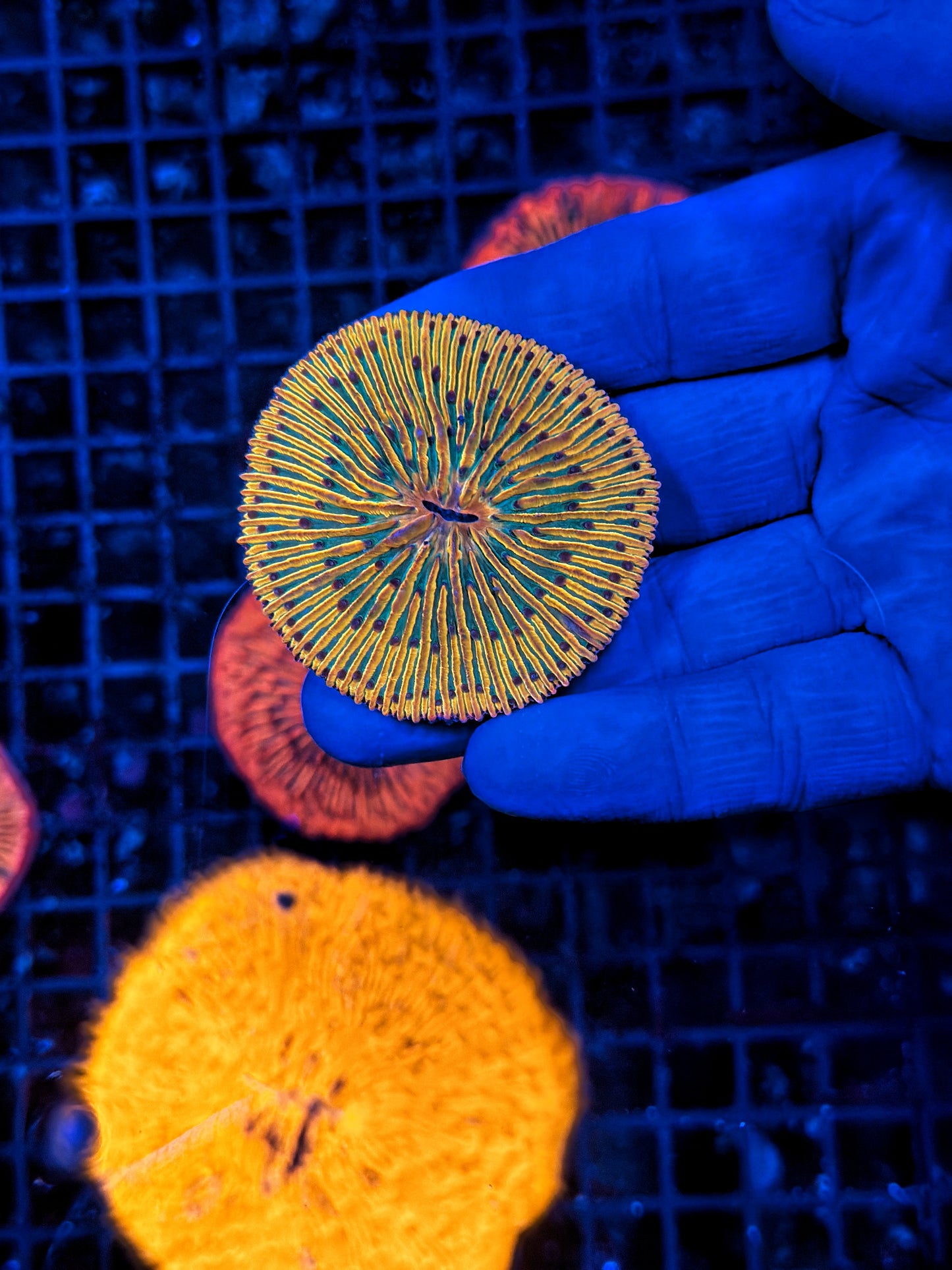 Ultra rainbow plate coral