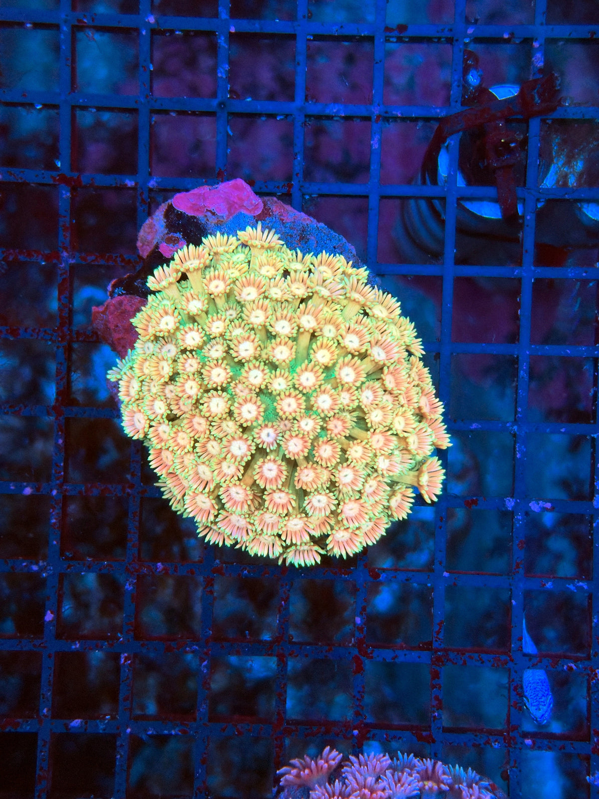 SP Goniopora