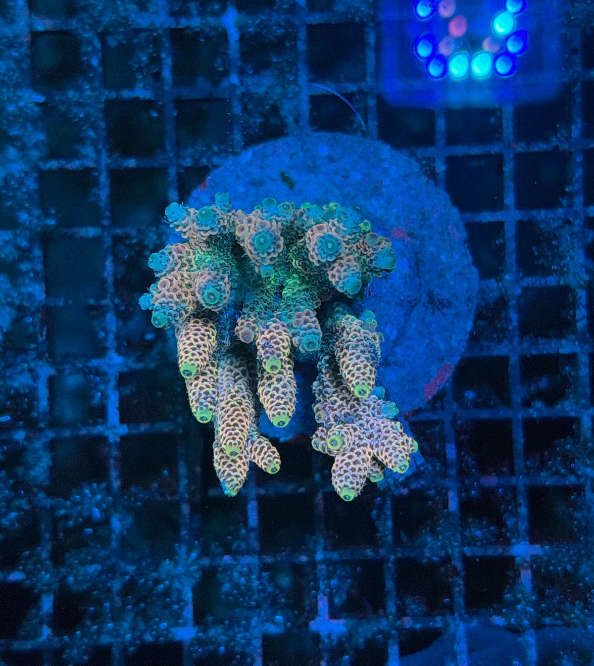 indo premium acro