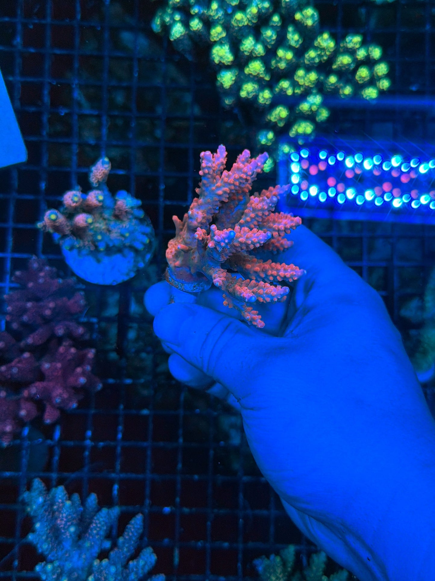 encrusted and colored up acro