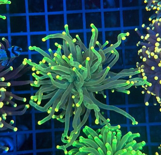 Malay SP Green Torch