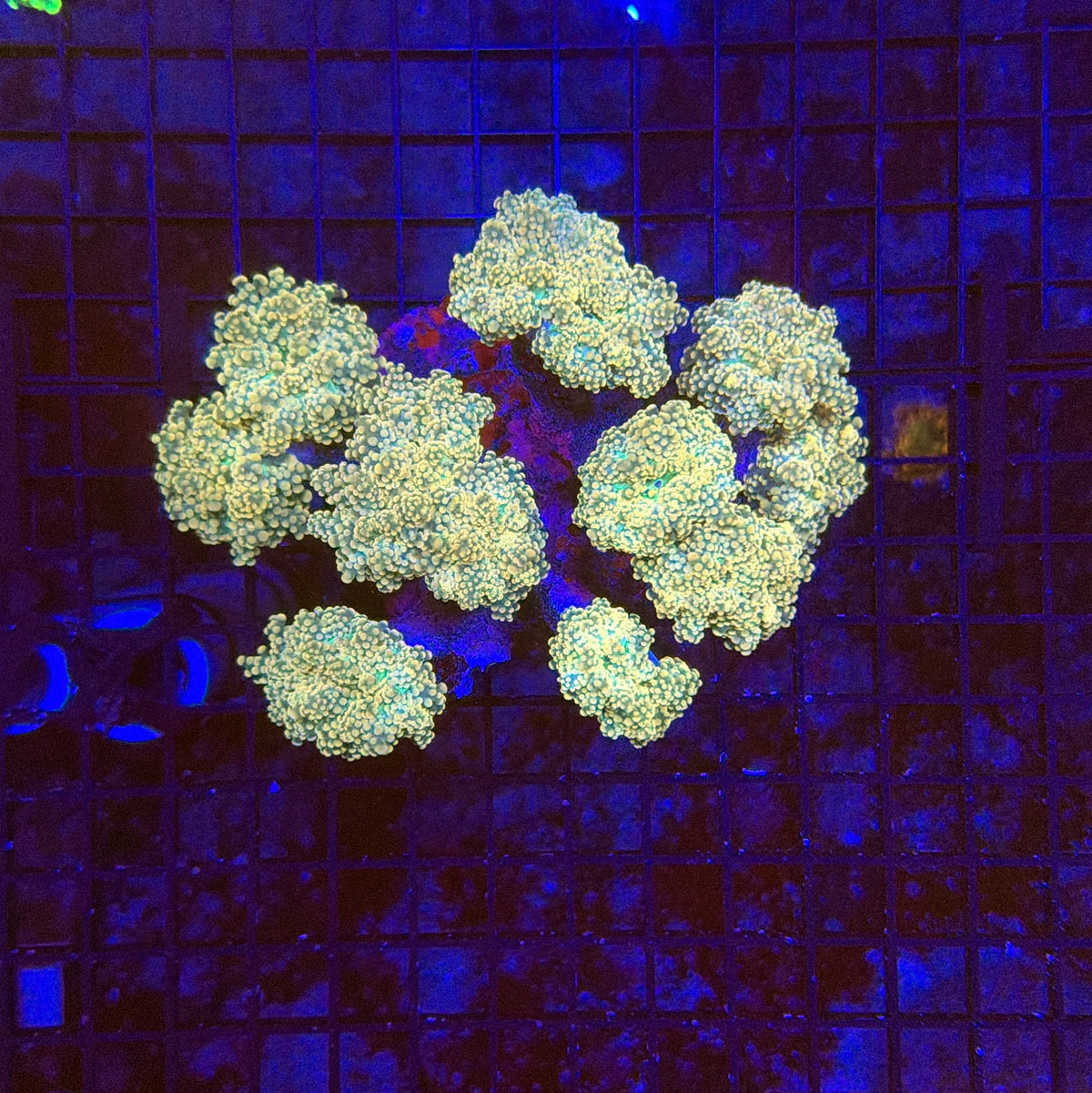 Frogspwan colony 4-8 heads