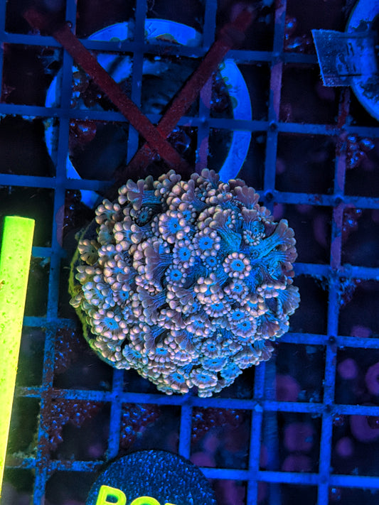 Rainbow alveopora